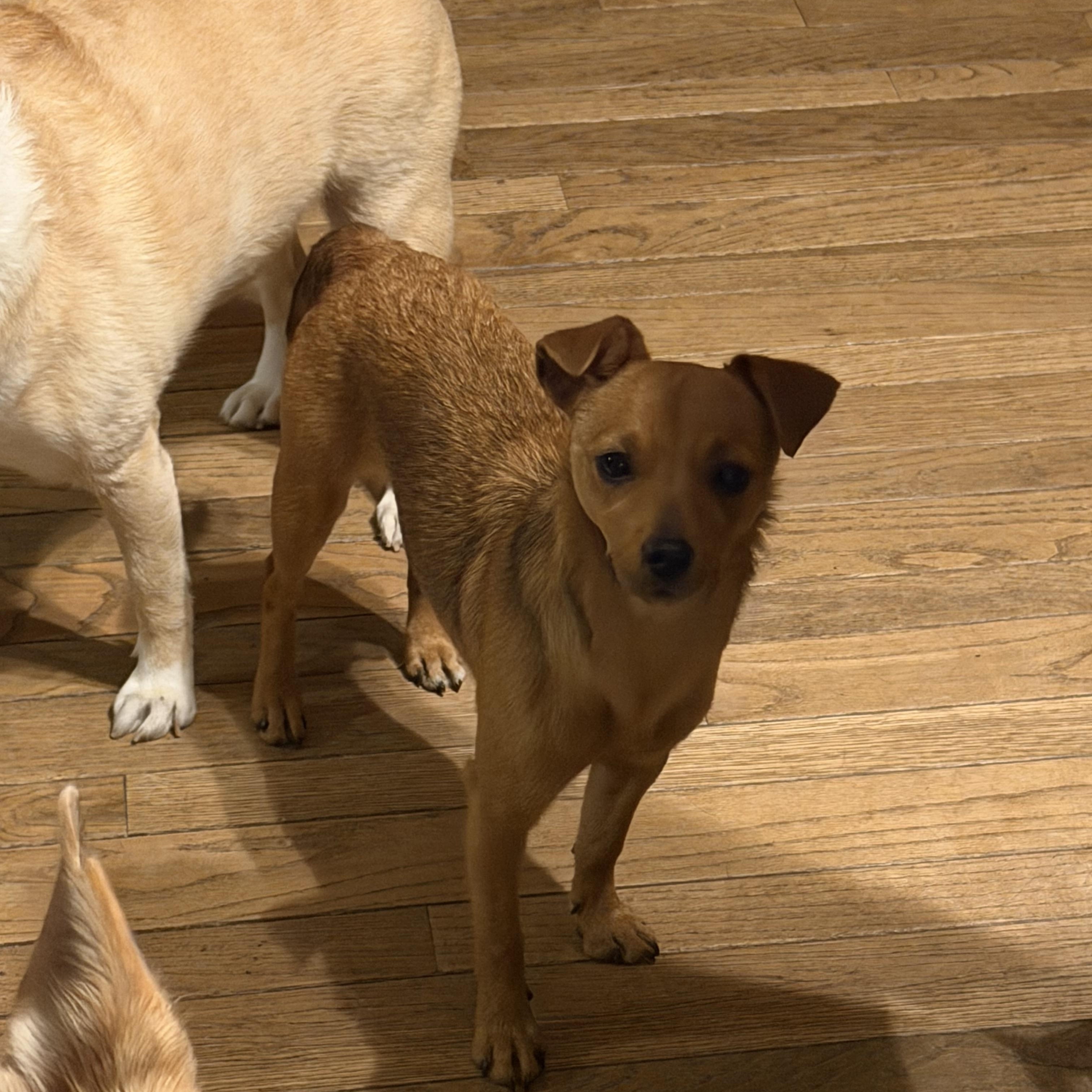 Monica, an adopted mixed breed in McHenry, IL image 3/3
