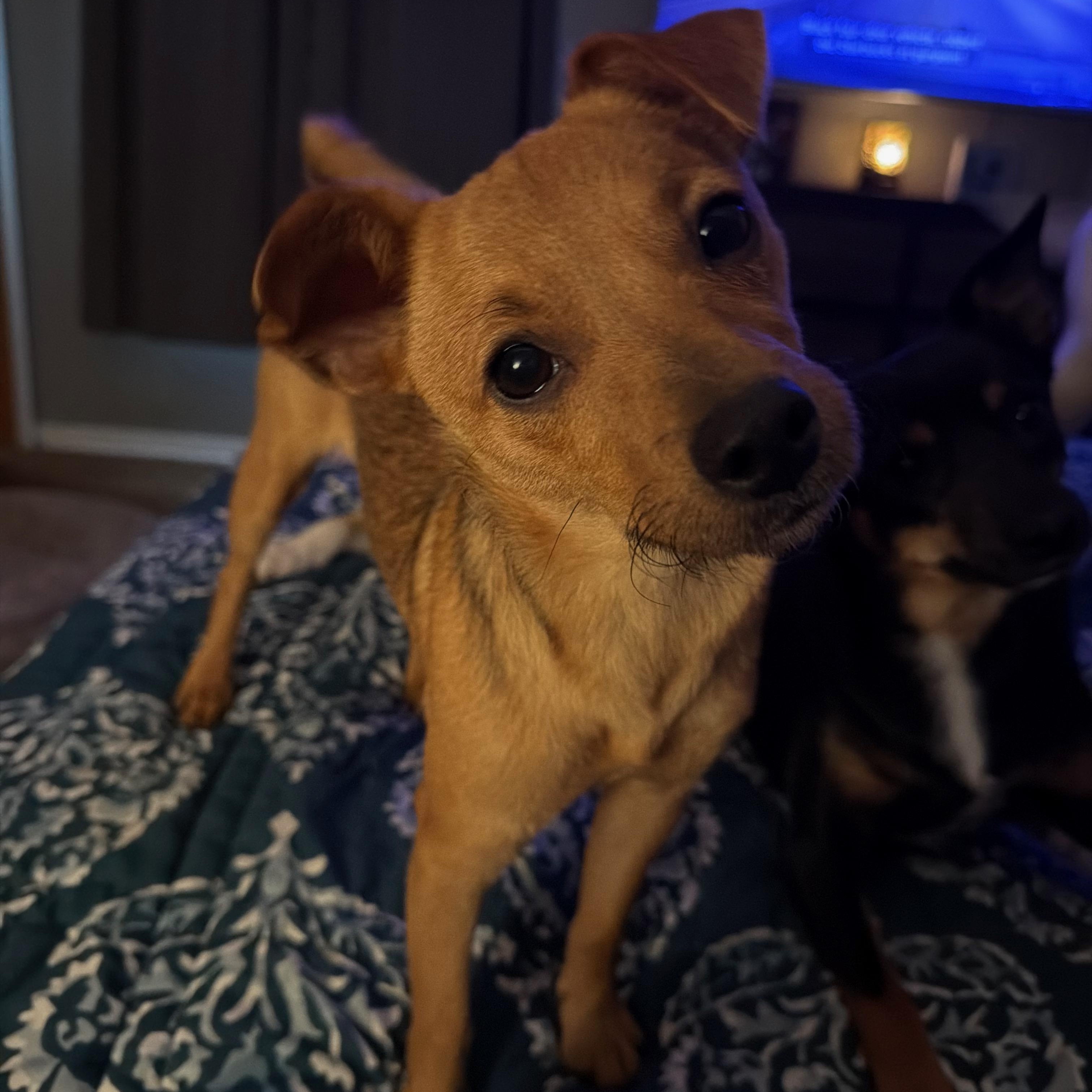 Monica, an adopted mixed breed in McHenry, IL image 1/3