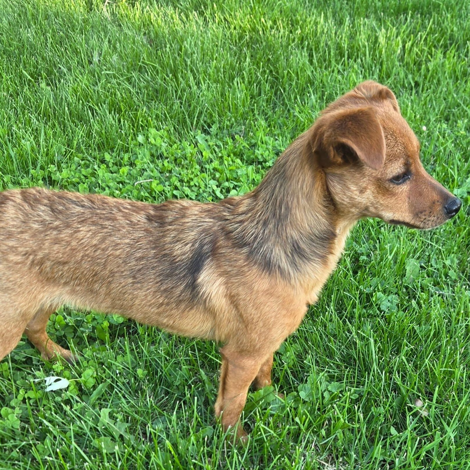 Enlarge Monica, a Adoptable mixed breed in McHenry, IL image 2/2