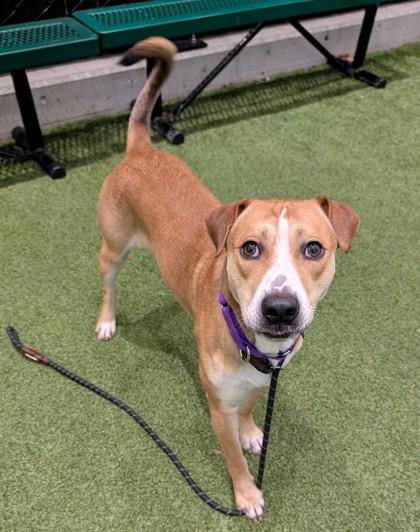 Sleigh, Adoptable, Adult Male Mixed Breed & Mixed Breed.