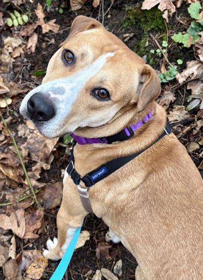 Enlarge Sleigh, a Adoptable mixed breed in Bellevue, WA image 2/3