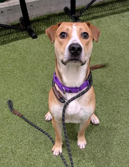 Enlarge Sleigh, a Adoptable mixed breed in Bellevue, WA image 3/3