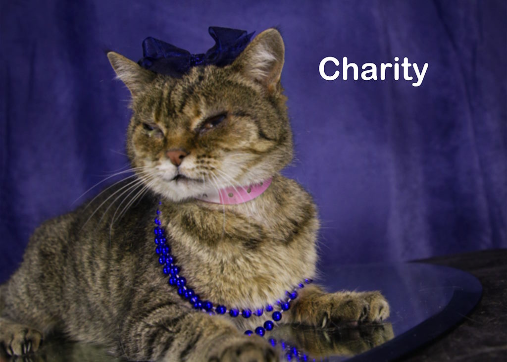 Charity Mama, a Adoptable Tabby in York, NE image 1/4
