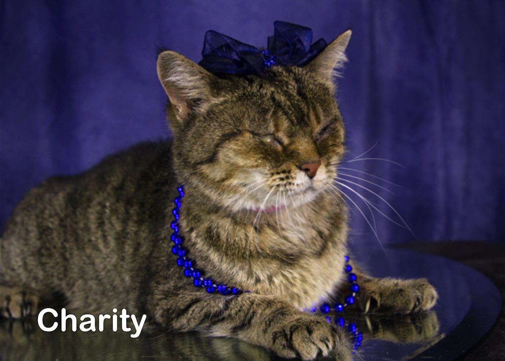 Charity Mama, a Adoptable Tabby in York, NE image 2/4