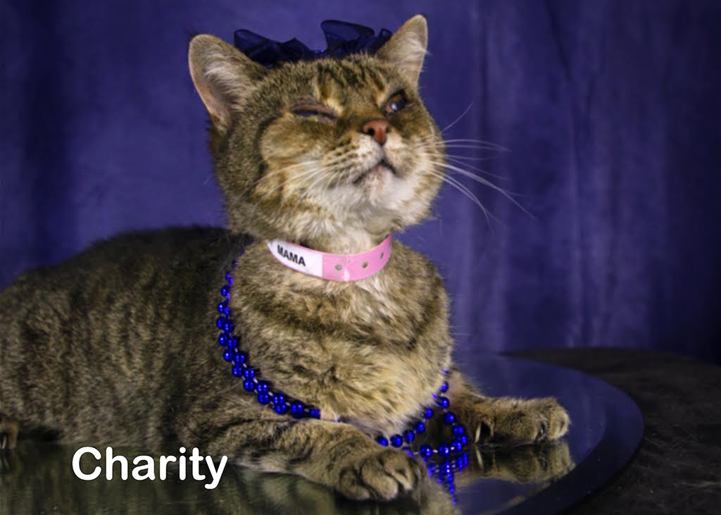 Charity Mama, a Adoptable Tabby in York, NE image 3/4