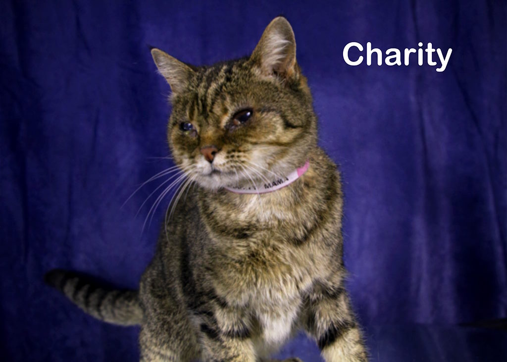 Charity Mama photo 4
