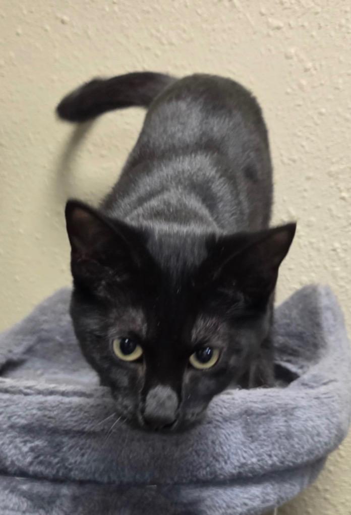 Enlarge Stella, a Adoptable mixed breed in Midland, TX image 1/4