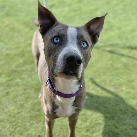 Thumper, Adoptable, Adult Male Catahoula Leopard Dog.
