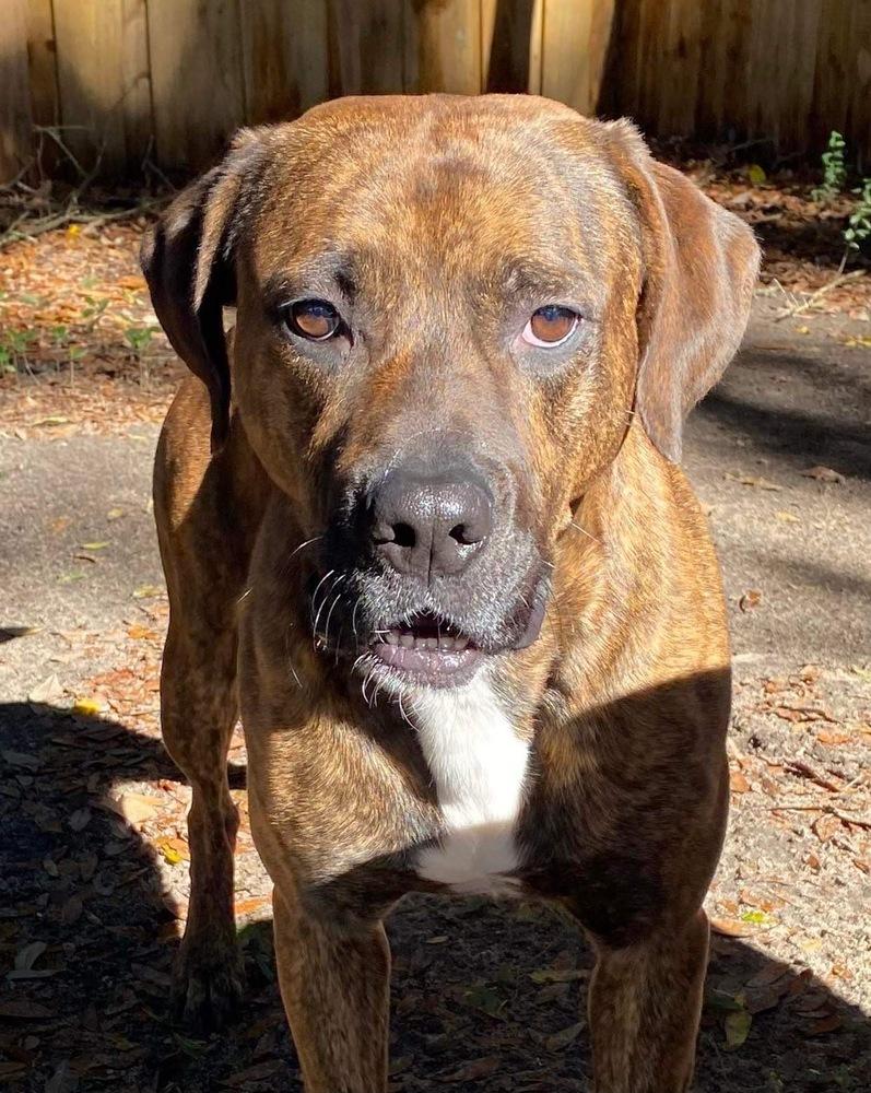 Brindle, Adoptable, Young Male Boxer.