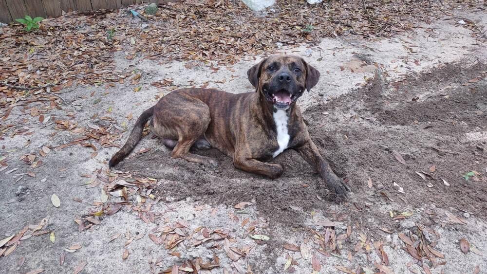Brindle, a Adoptable Boxer in Milton, FL image 2/6