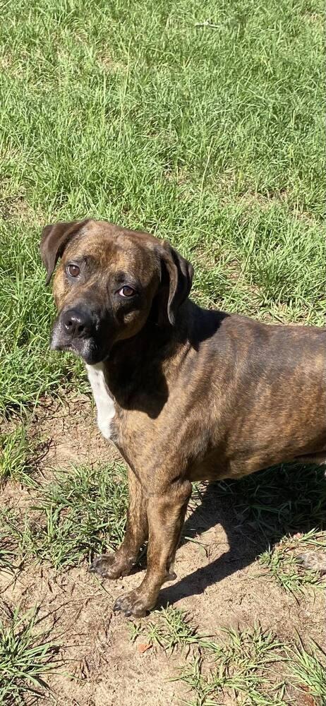 Brindle, a Adoptable Boxer in Milton, FL image 3/6