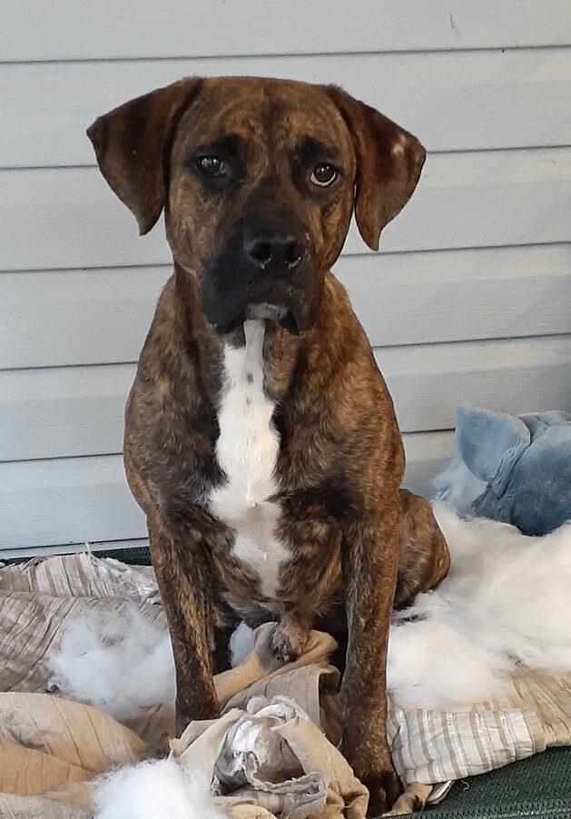 Brindle, a Adoptable Boxer in Milton, FL image 4/6