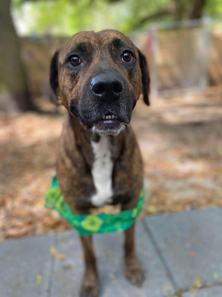 Brindle, a Adoptable Boxer in Milton, FL image 5/6