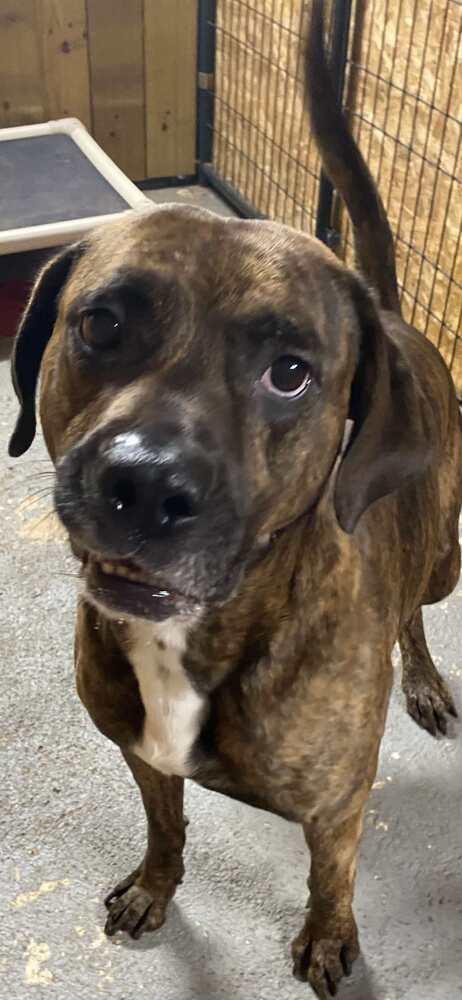 Brindle, a Adoptable Boxer in Milton, FL image 6/6