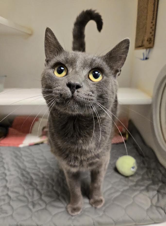 Jerry, Adopted, Young Male Domestic Short Hair.