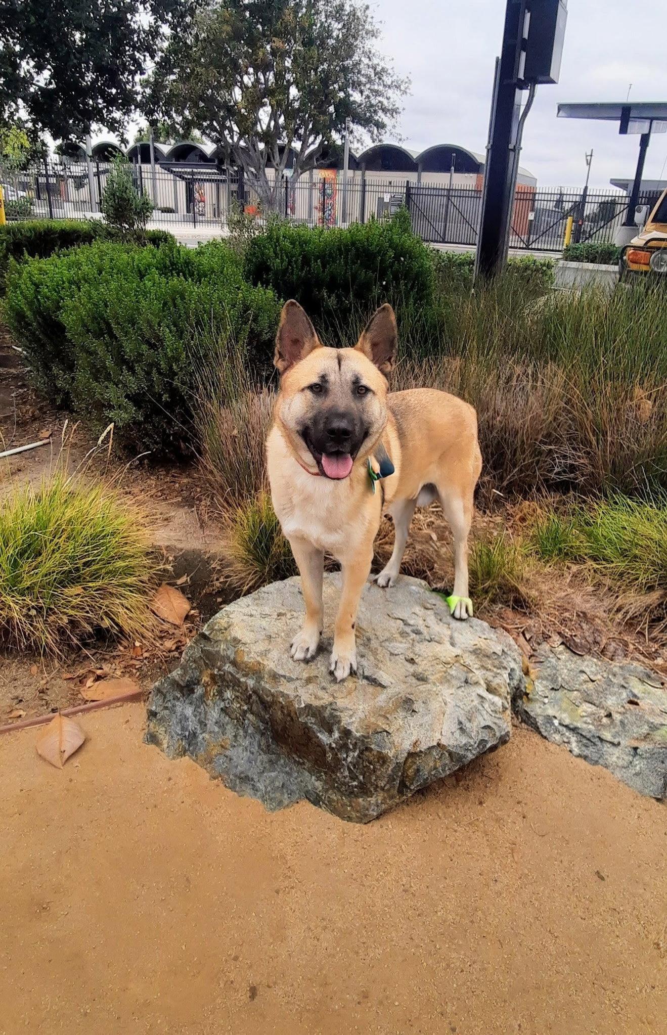 Enzo, Adoptable, Young Male German Shepherd Dog & Labrador Retriever.