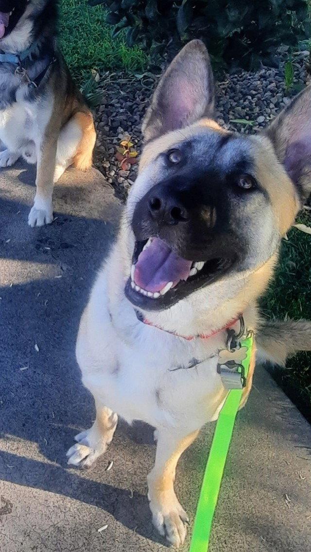 Enlarge Enzo, a Adoptable mixed breed in Irvine, CA image 2/3