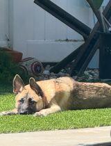 Enlarge Enzo, a Adoptable mixed breed in Irvine, CA image 1/3