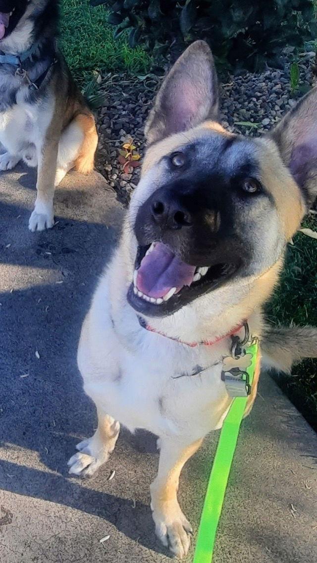 Enlarge Enzo, a Adoptable mixed breed in Irvine, CA image 1/3