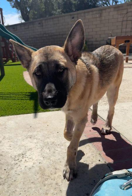 Enlarge Enzo, a Adoptable mixed breed in Irvine, CA image 2/3