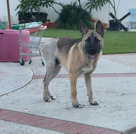 Enlarge Enzo, a Adoptable mixed breed in Irvine, CA image 3/3