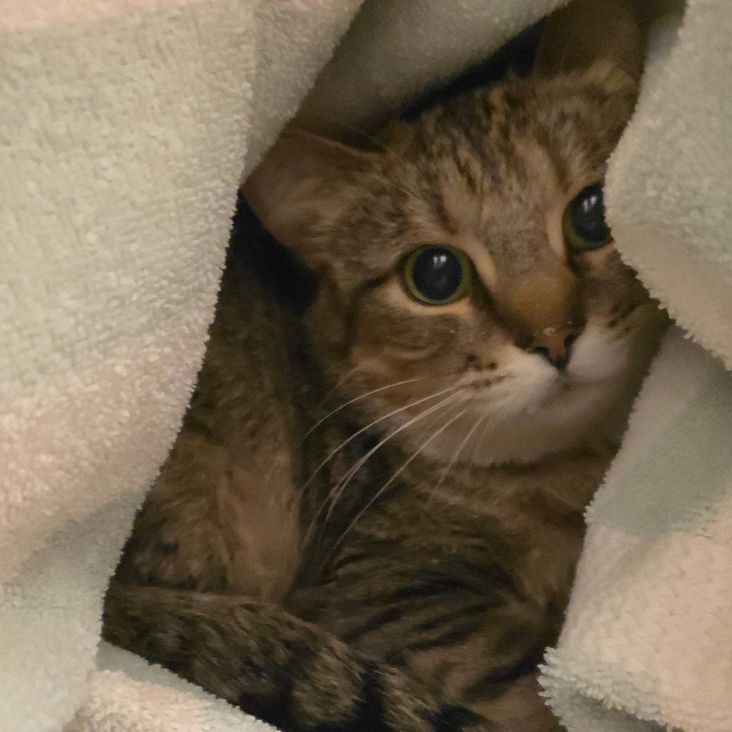 Enlarge Pebbles, a Adoptable Domestic Short Hair in Council Bluffs, IA image 1/1