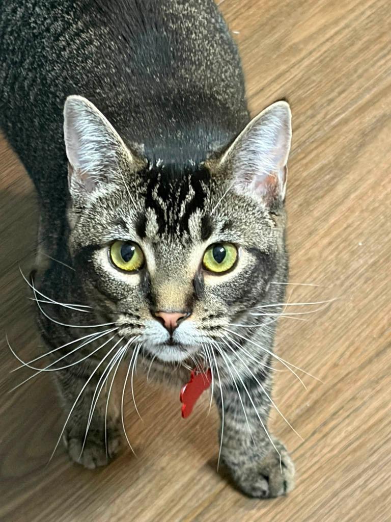 Spicy, Adoptable, Kitten Female Domestic Short Hair.