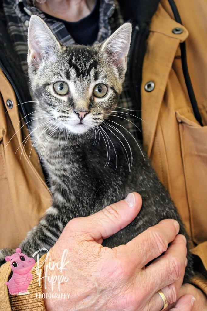 Spicy, Adoptable, Kitten Female Domestic Short Hair.