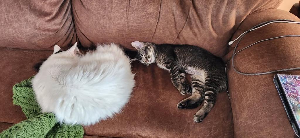 Spicy, Adoptable, Kitten Female Domestic Short Hair.