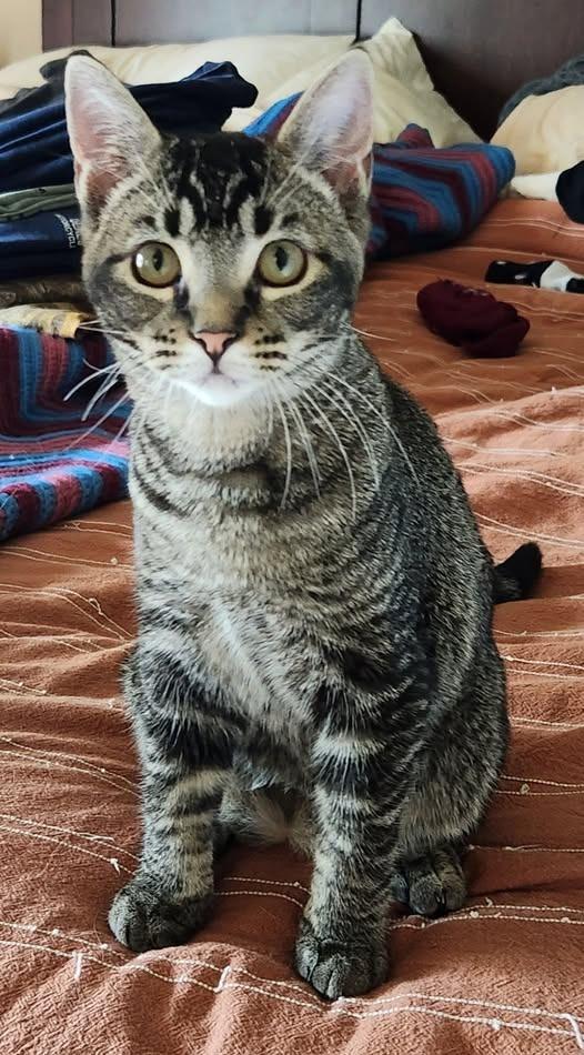 Spicy, Adoptable, Kitten Female Domestic Short Hair.