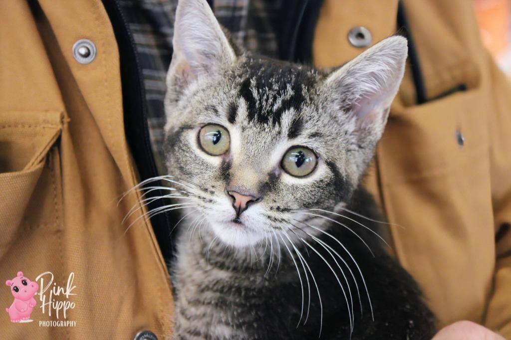 Enlarge Spicy, a Adoptable mixed breed in Kettering, OH image 2/3