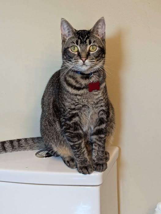 Spicy, a Adoptable mixed breed in Kettering, OH image 3/3