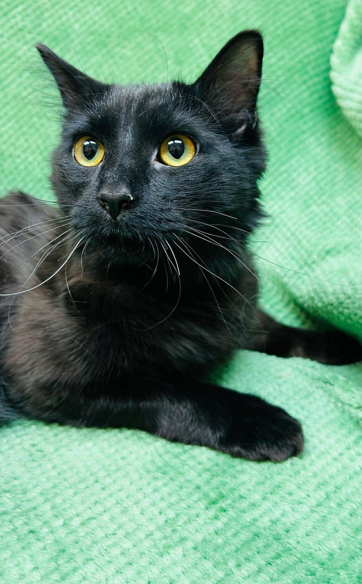 Maluch, an adoptable Domestic Medium Hair in Alexandria, MN image 3/3