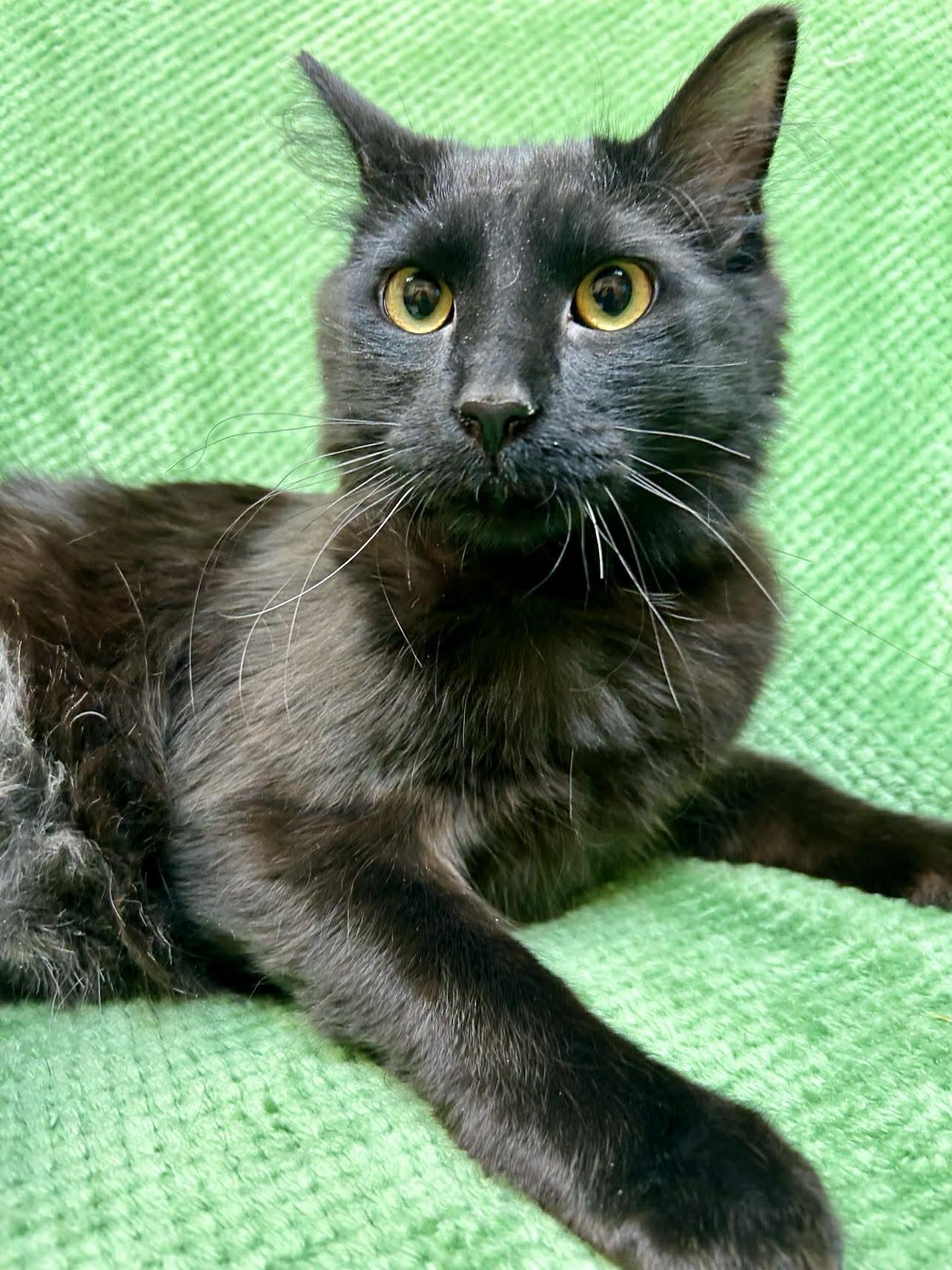 Maluch, adoptable, Kitten Male Domestic Medium Hair.