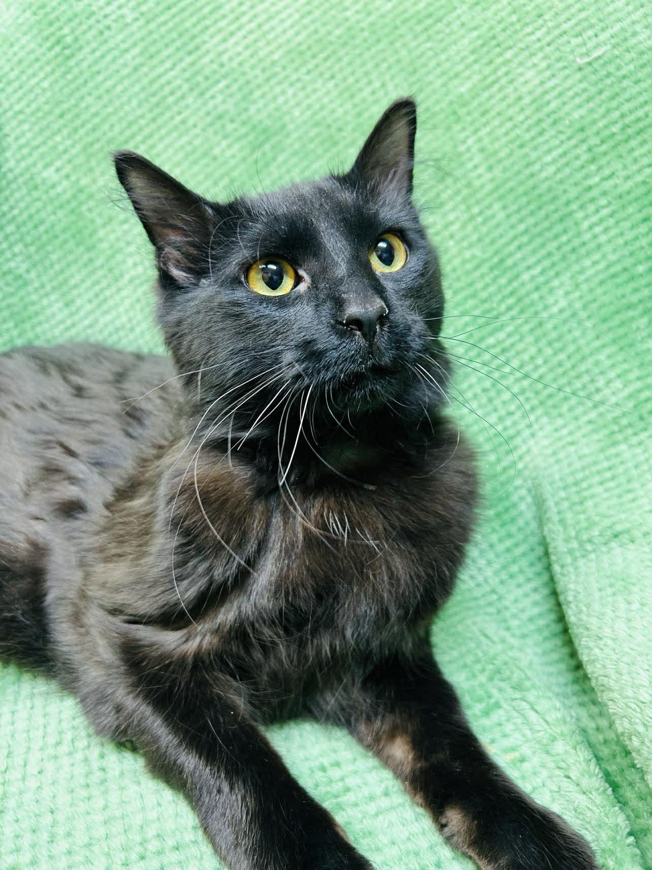 Maluch, an adoptable Domestic Medium Hair in Alexandria, MN image 2/3