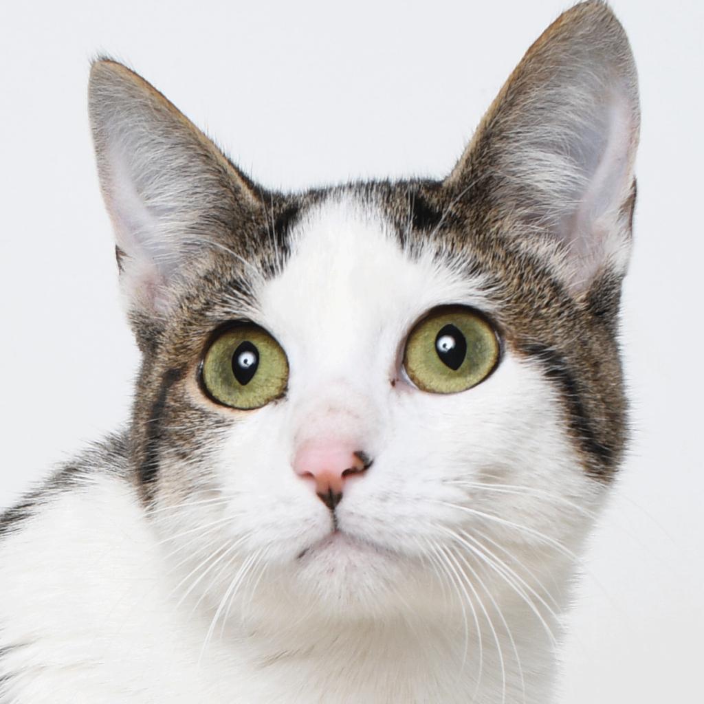 Rabbit, a Adoptable Domestic Short Hair in Springfield, IL image 1/4