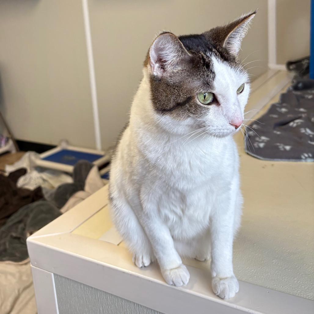 Rabbit, a Adoptable Domestic Short Hair in Springfield, IL image 2/4