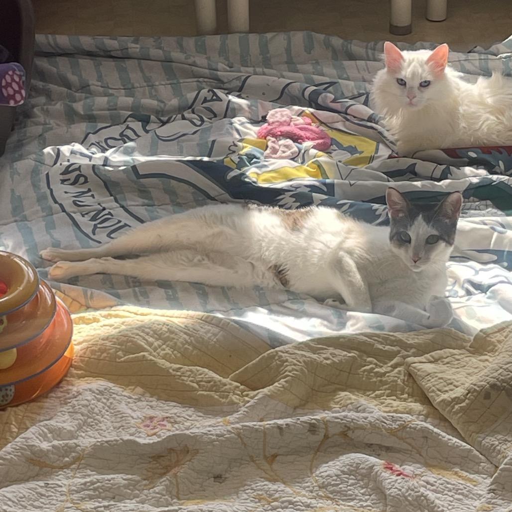 Rabbit — thumbnail 3