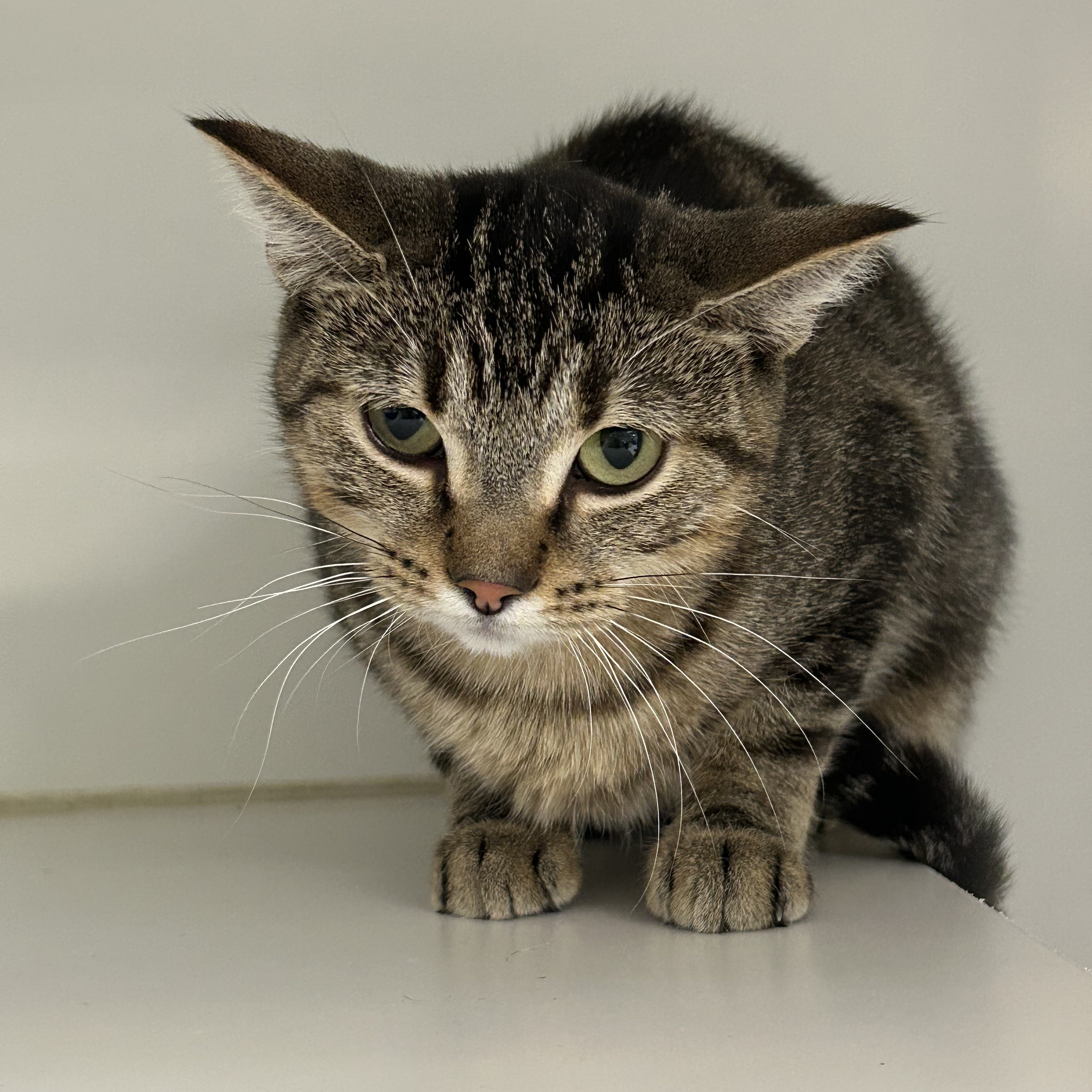 Mother Earth, Adoptable, Adult Female Domestic Short Hair.