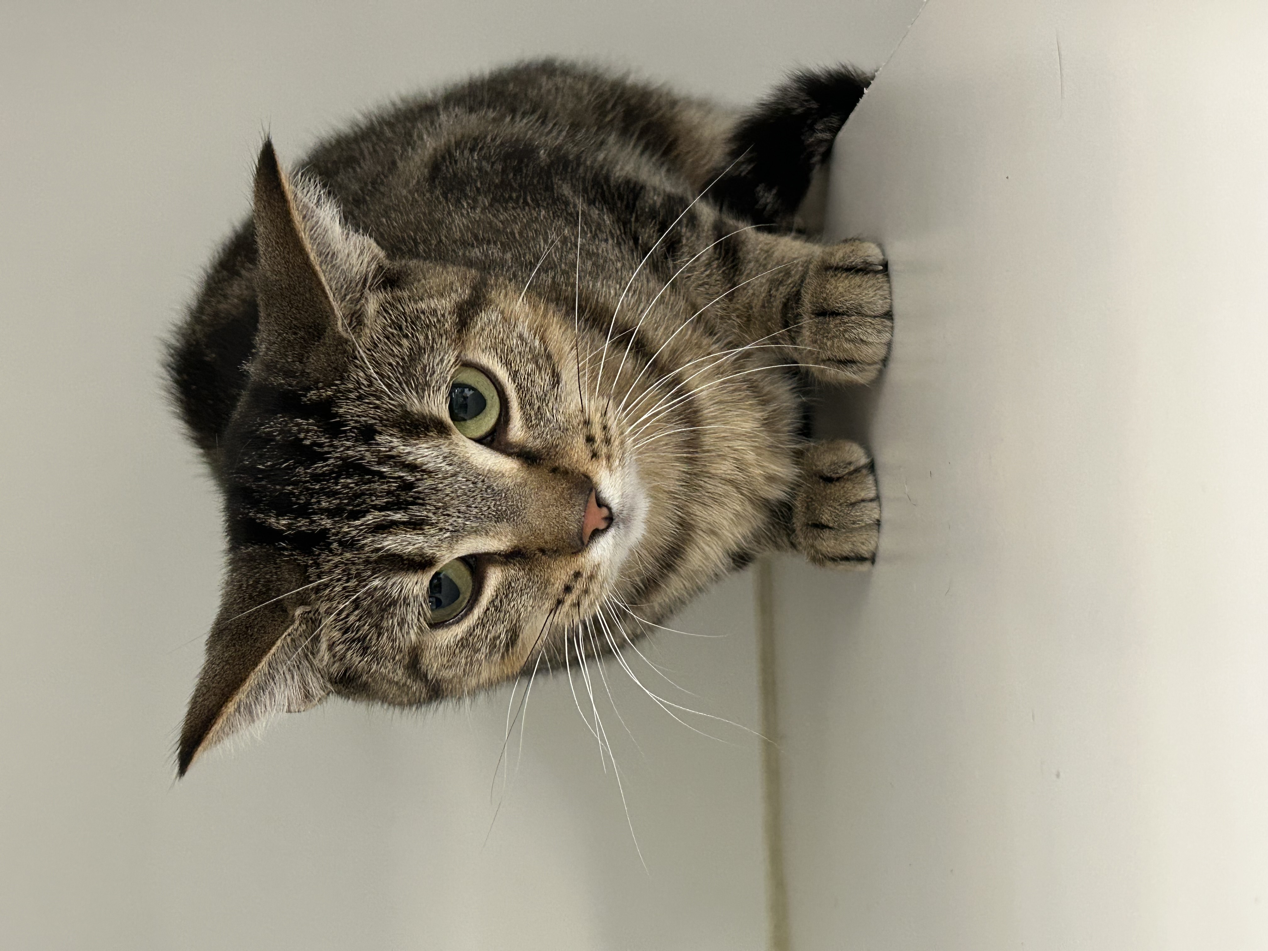 Mother Earth, a Adoptable Domestic Short Hair image 2/2