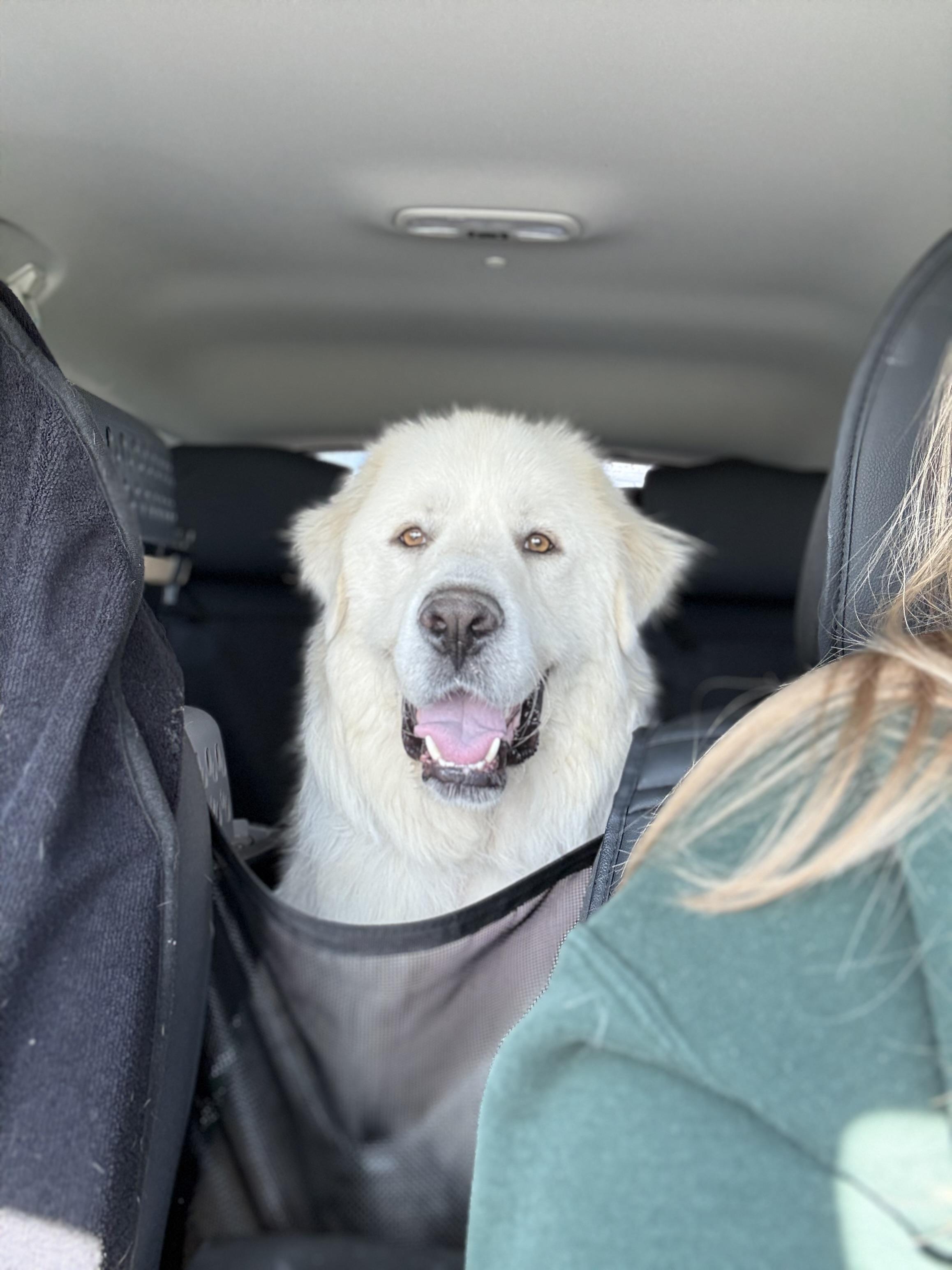 Enlarge Ghost, a Adoptable Great Pyrenees in Fertile, MN image 3/3