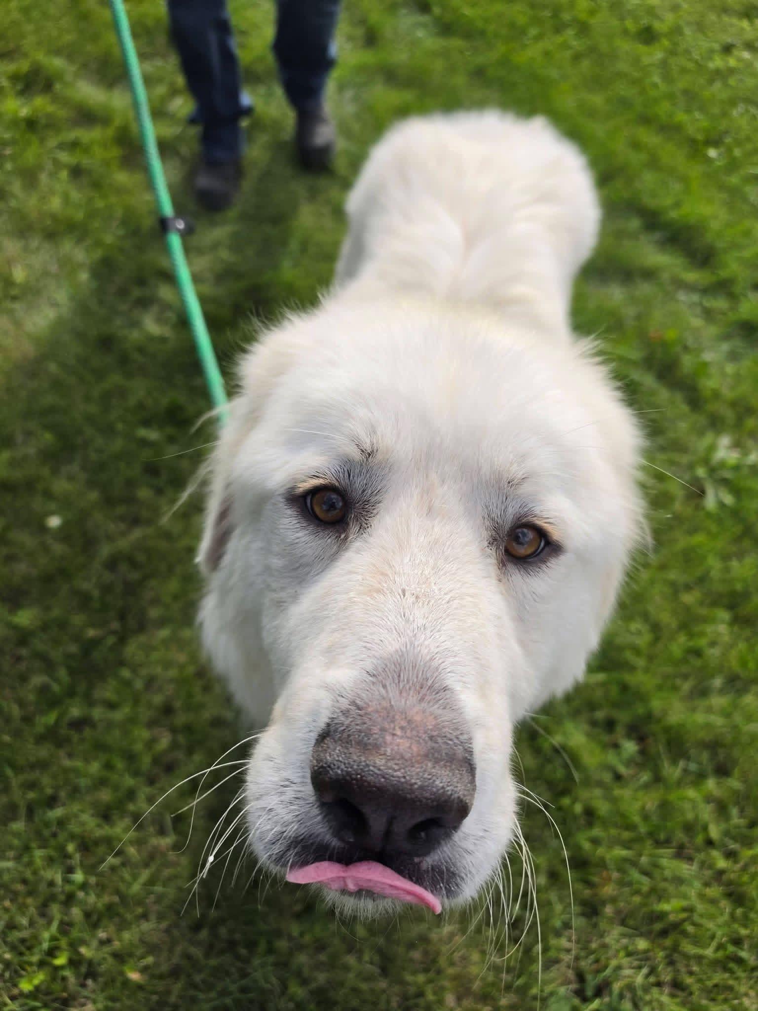 Enlarge Ghost, a Adoptable Great Pyrenees in Fertile, MN image 2/3