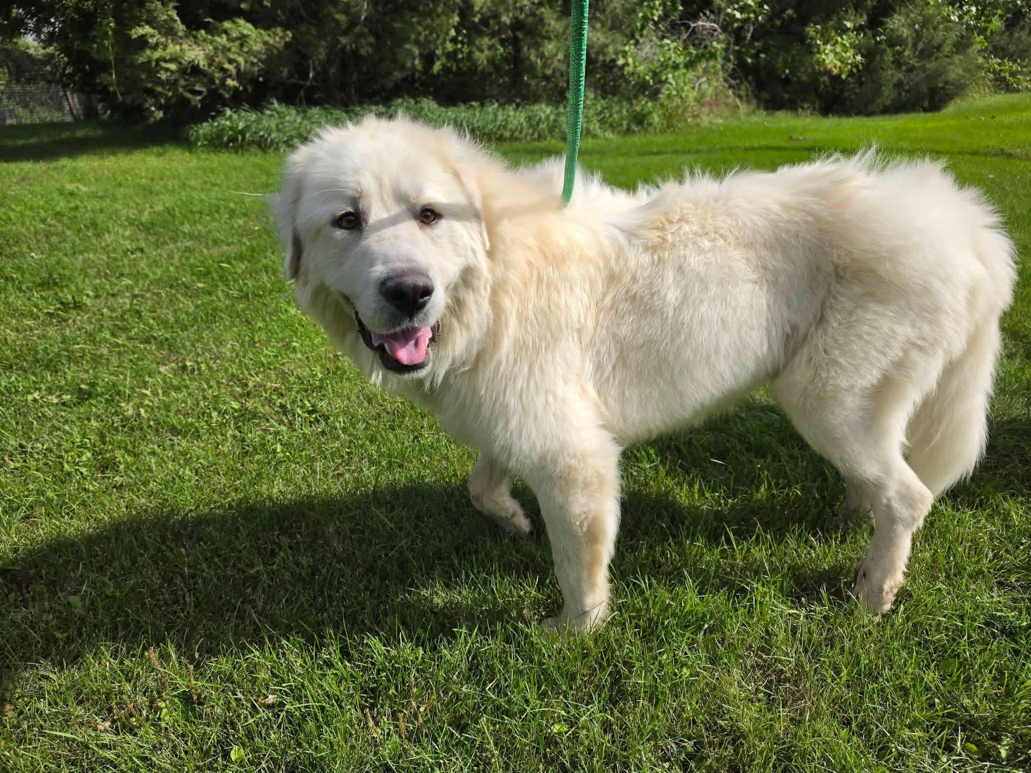 Enlarge Ghost, a Adoptable Great Pyrenees in Fertile, MN image 1/3