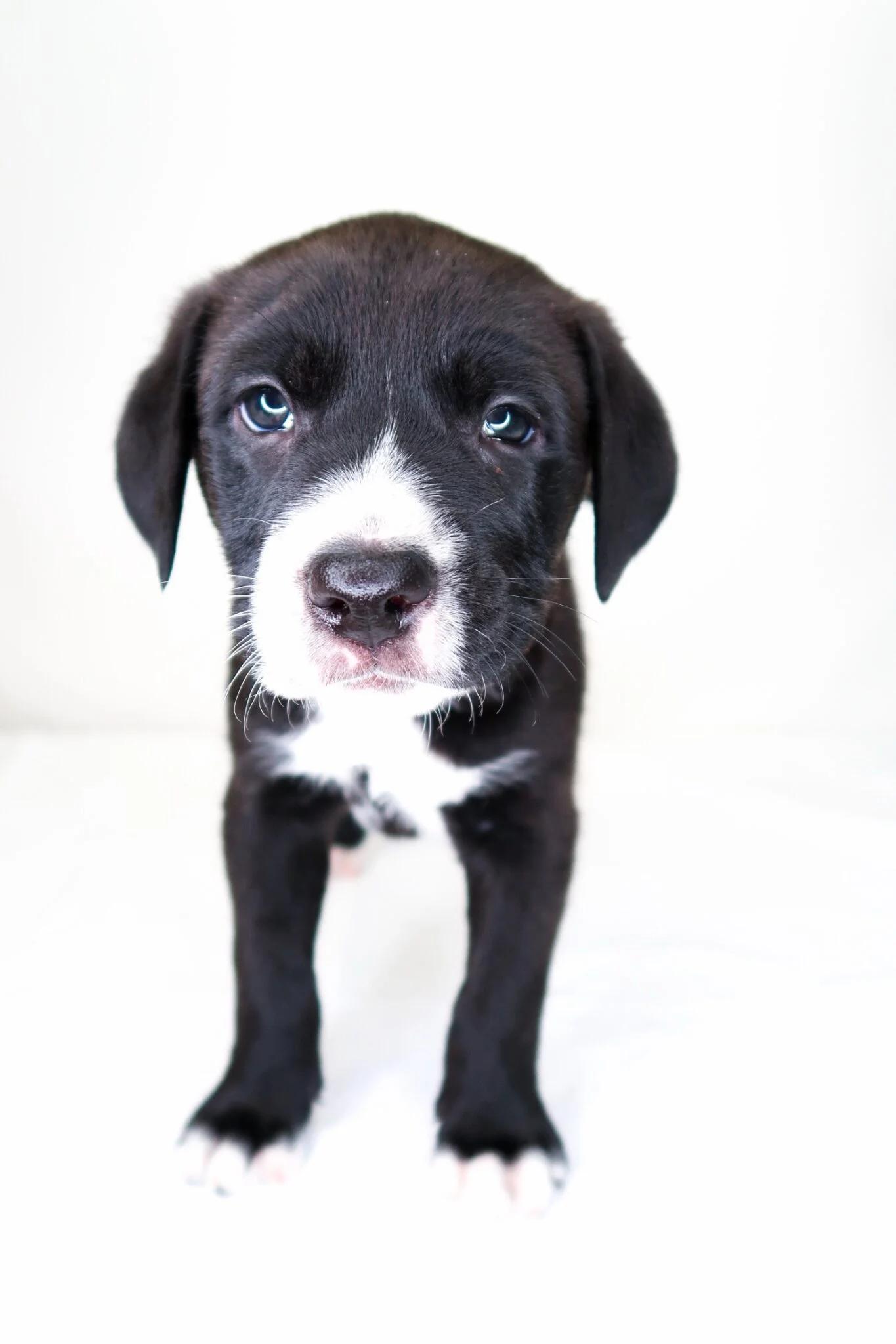 Banana, a ADOPTABLE mixed breed in Bixby, OK image 3/4