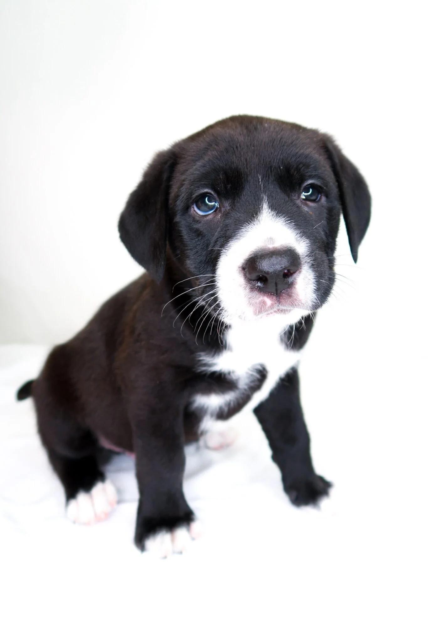 Banana, ADOPTABLE, Puppy Male Pit Bull Terrier.