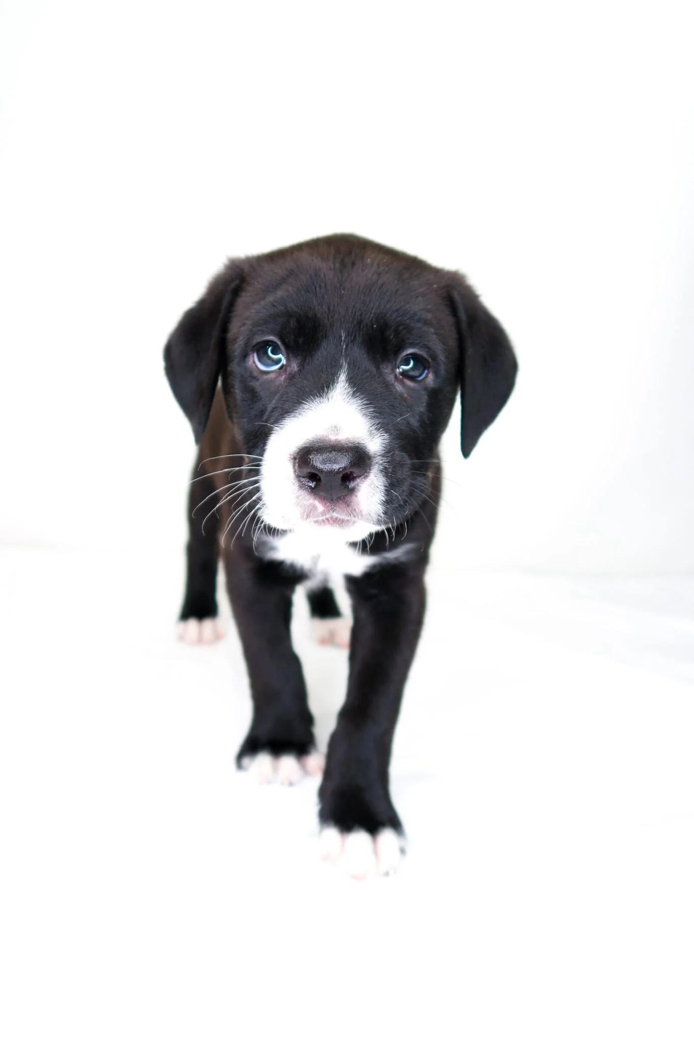 Banana, a ADOPTABLE mixed breed in Bixby, OK image 2/4