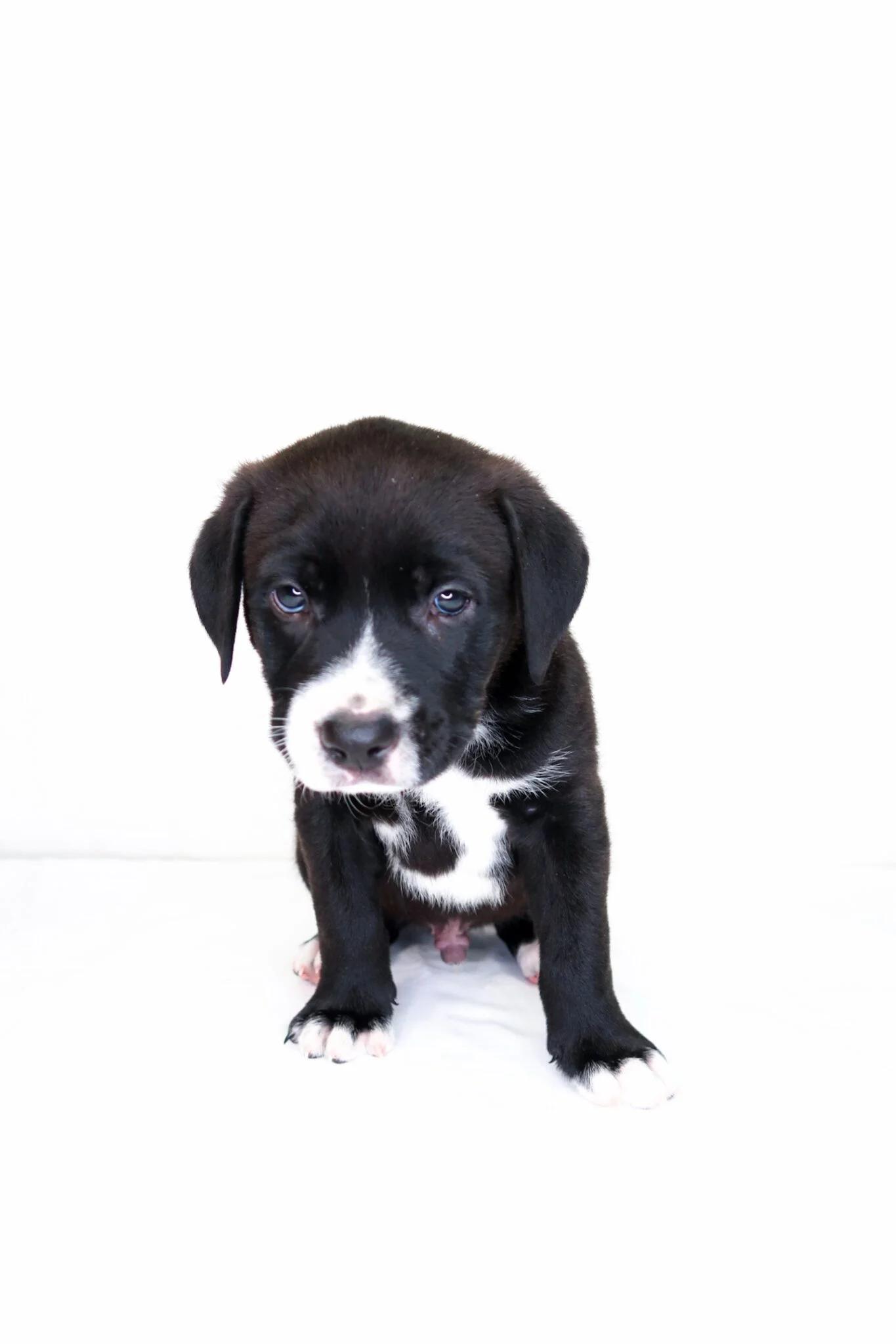 Banana, a ADOPTABLE mixed breed in Bixby, OK image 4/4