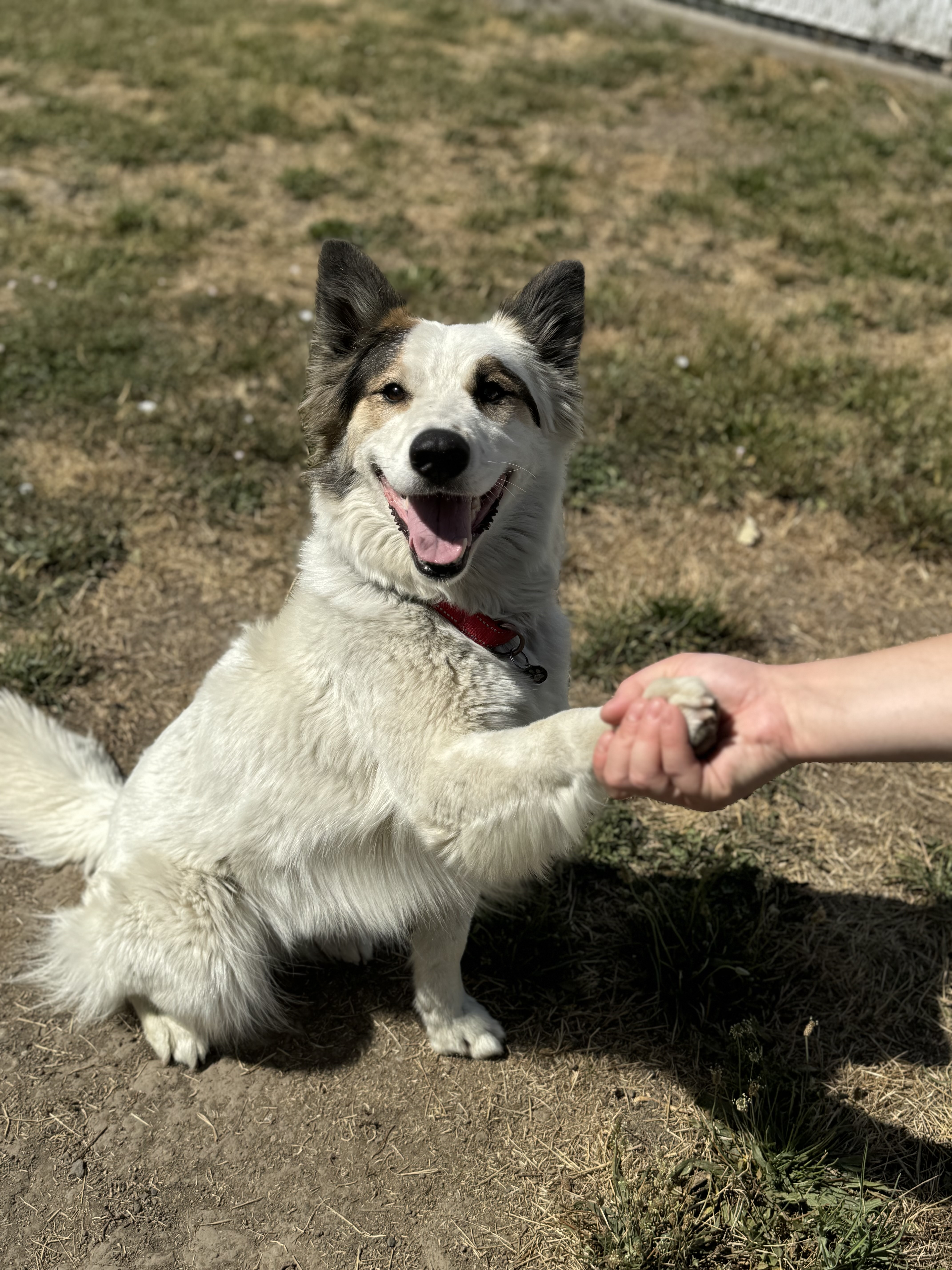 Enlarge Becky, an adoptable mixed breed in Moscow, ID image 6/6