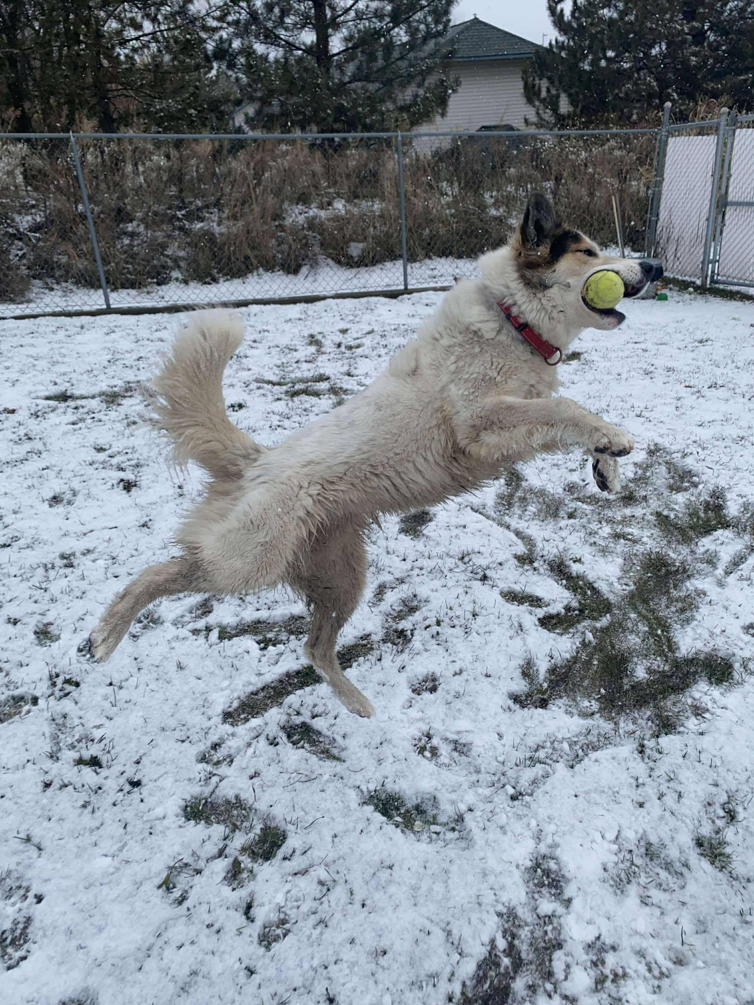 Enlarge Becky, an adoptable mixed breed in Moscow, ID image 2/6
