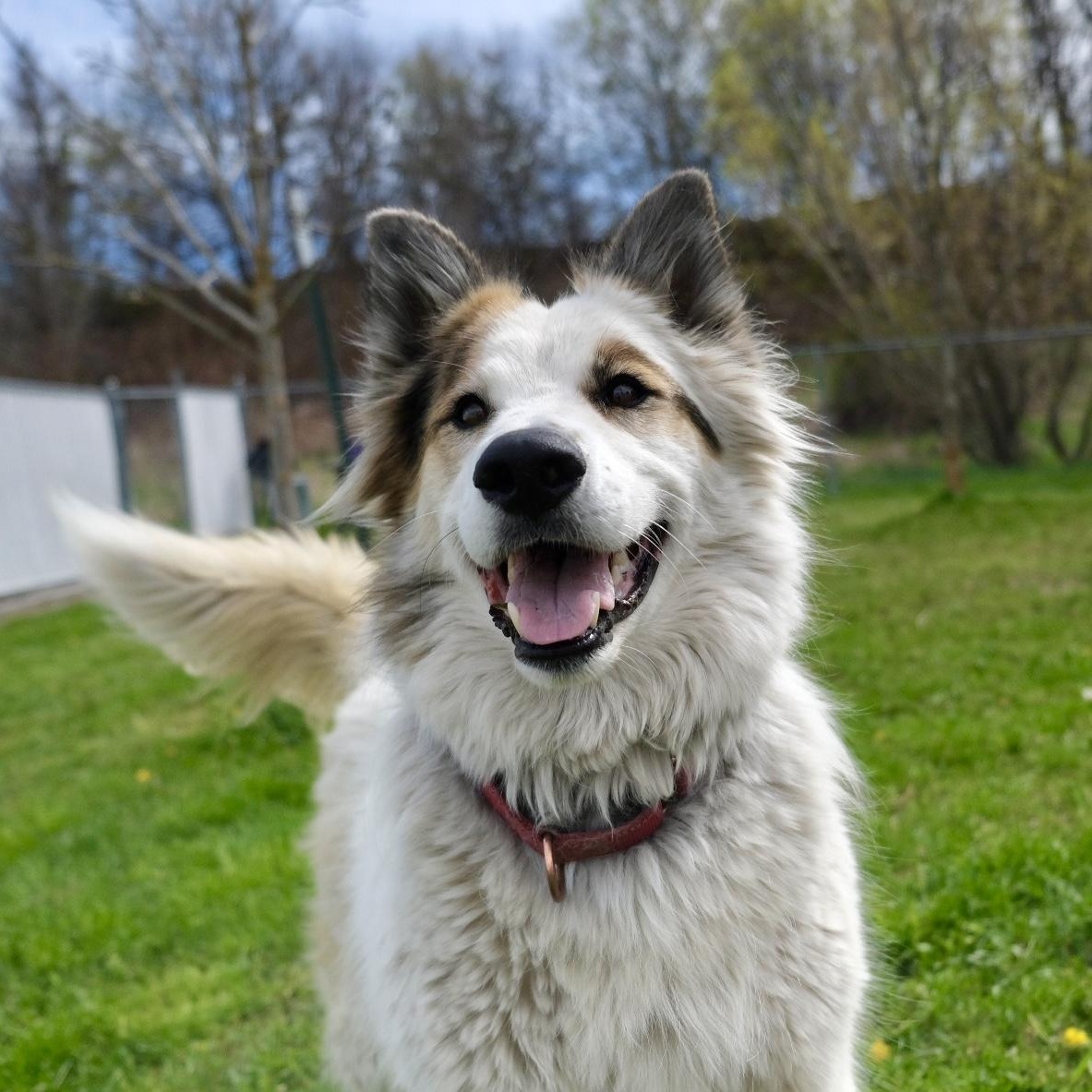 Becky, adoptable, Adult Female Border Collie.